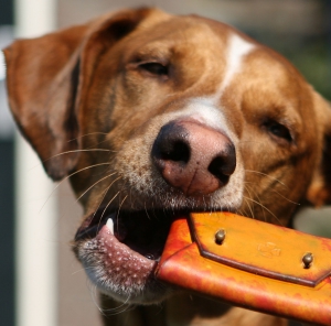 Hond product tester, iDOON, Paulus, leer en canvas